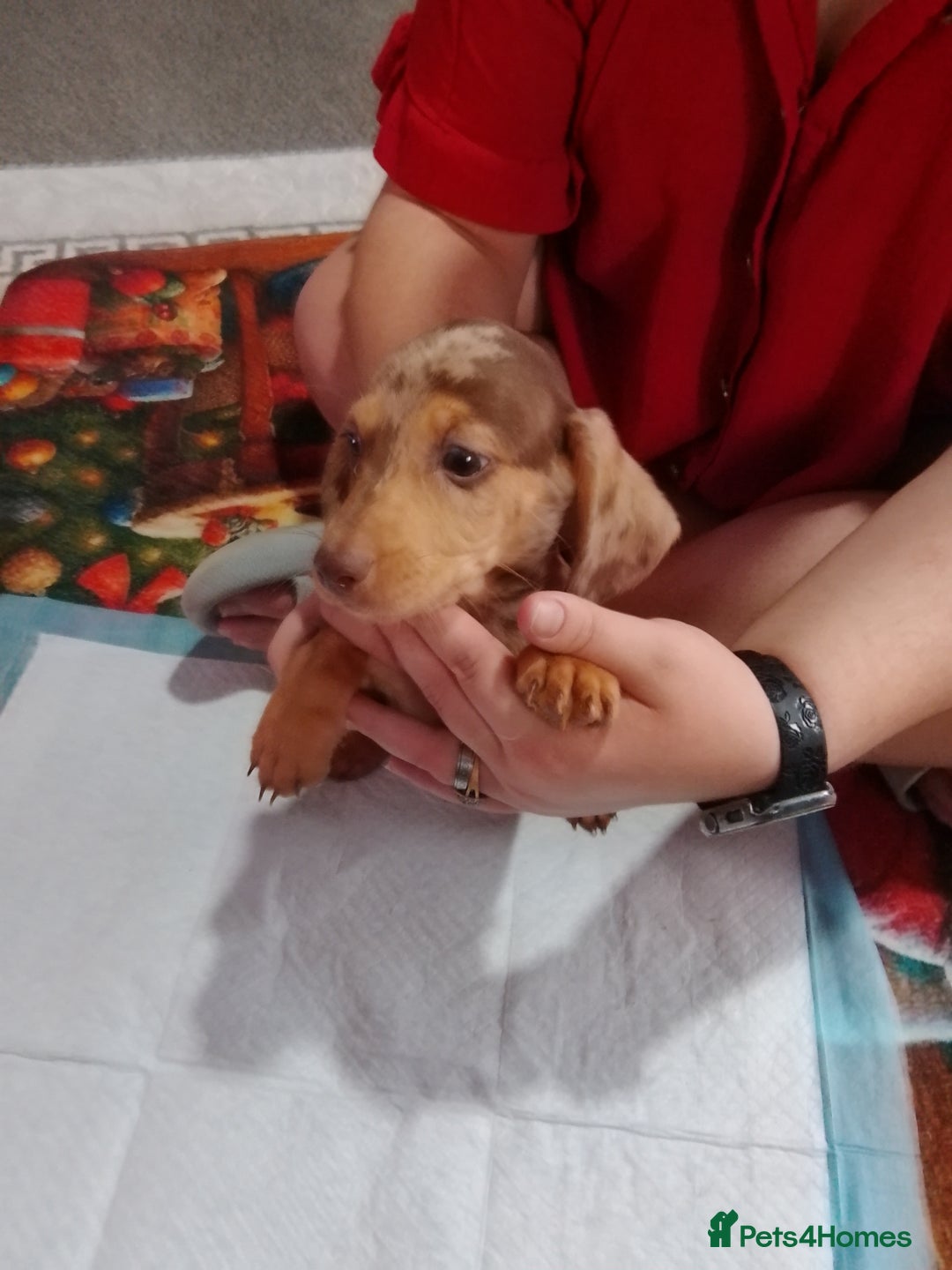 Mixed Breed dogs for sale: Jack dachshund  - Advert 3