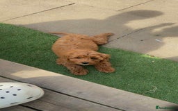 Cavapoo dogs for sale: Red F1 Cavapoo female - Image 1
