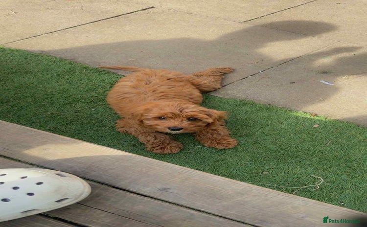 Cavapoo dogs - Advert 1