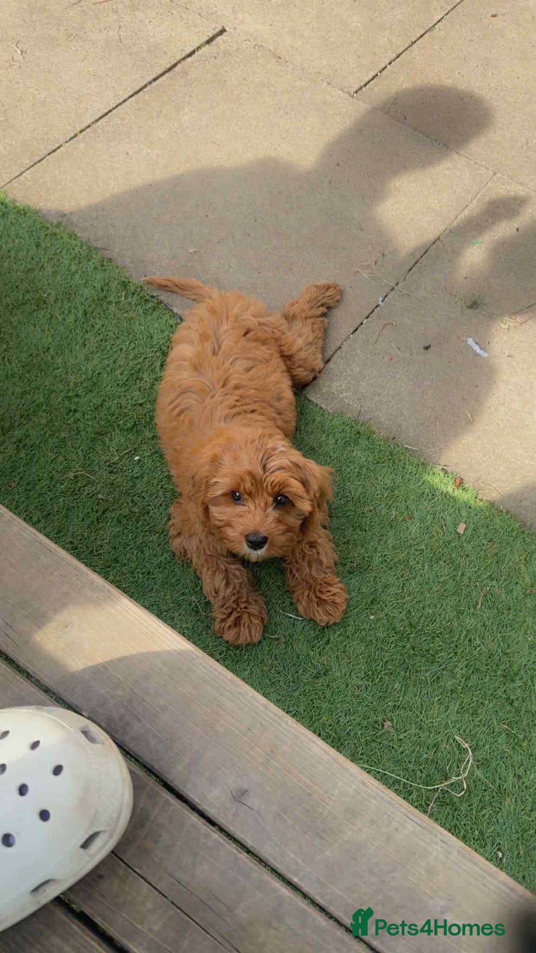 Cavapoo dogs for sale: Red F1 Cavapoo female - Image 1