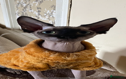 Sphynx cats for sale: Two female sphynx - Image 3