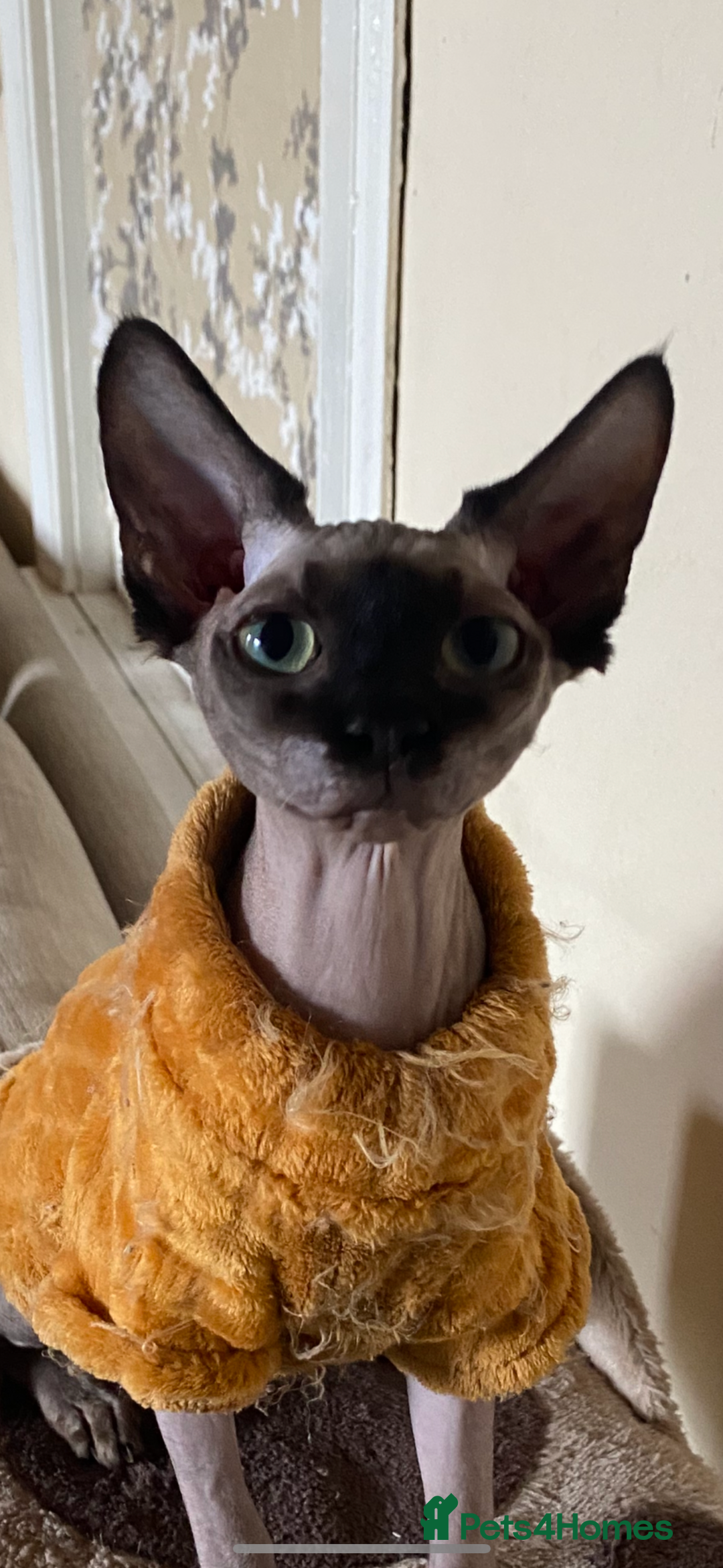 Sphynx cats for sale: Two female sphynx - Image 3