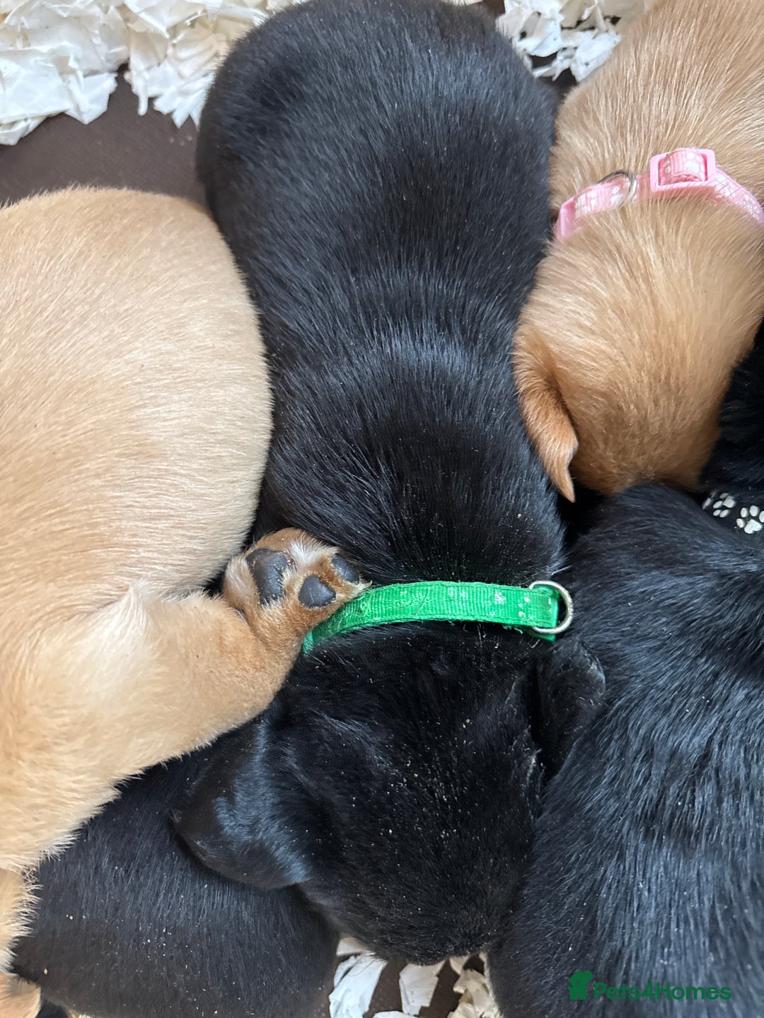 Labrador Retriever dogs for sale: LABRADOR PUPPIES FULL PEDIGREE K. C REG. - Advert 19