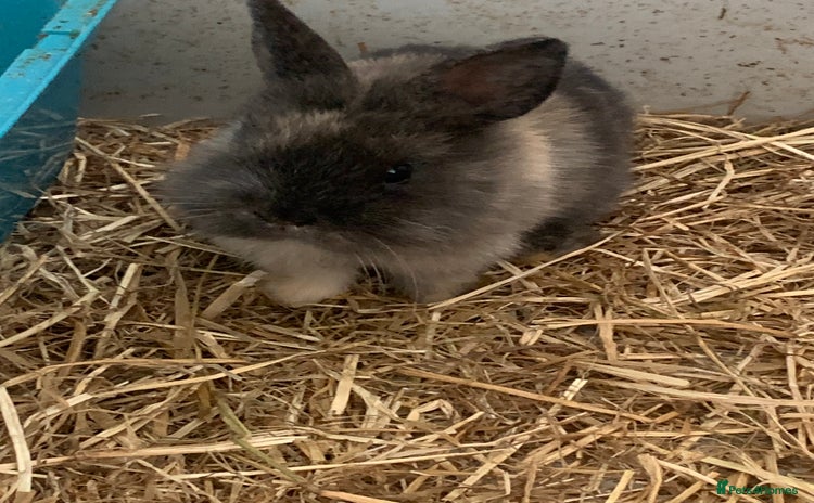 Lionhead rabbits - Advert 3