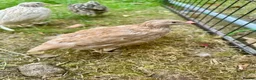 Quail poultry for sale: 6 Quails (very tame and friendly) - Advert 10