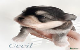 Chihuahua dogs for sale: Long coat girl and boy available  - Image 2