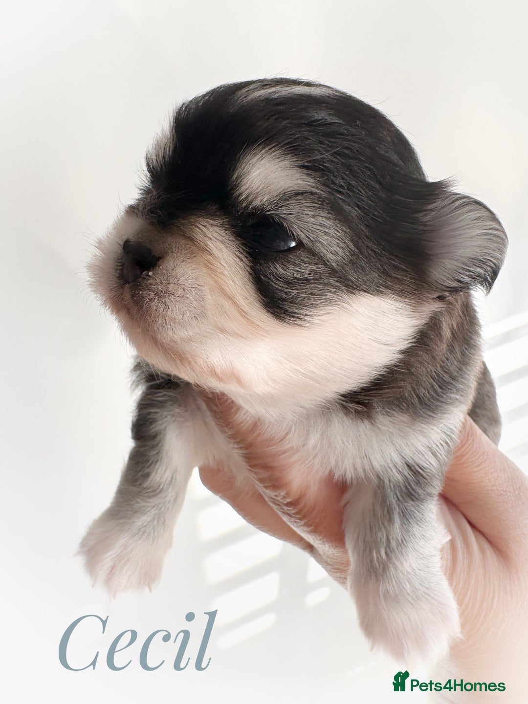 Chihuahua dogs for sale: Long coat girl and boy available  - Image 2