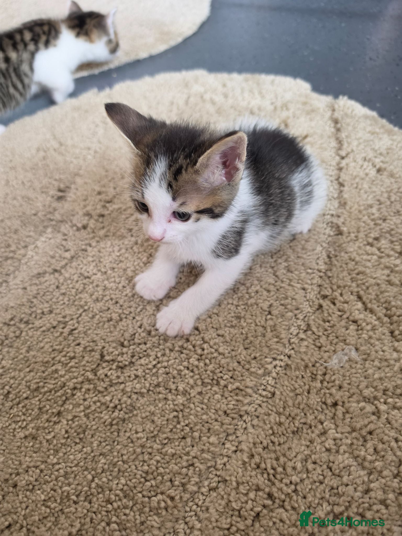 Mixed Breed cats 4 weeks old kittens - Advert 1
