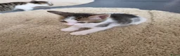 Mixed Breed cats for sale: 4 weeks old kittens in Darlington - Advert 1