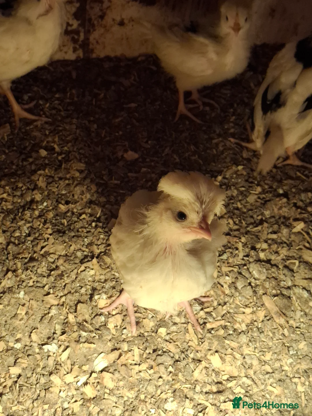 Chickens poultry for sale: Mottled Houdans chicks - Advert 8