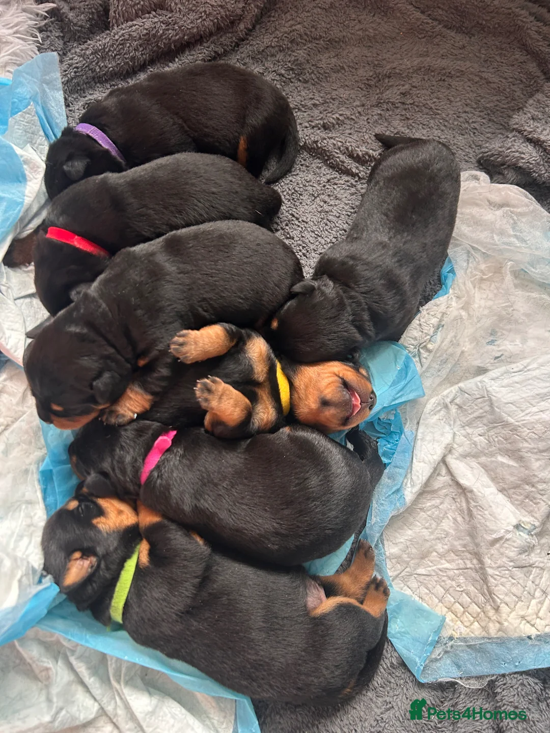 Rottweiler dogs for sale: Pure breed Rottweiler puppies for sale in Witham - Advert 1
