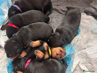 Rottweiler dogs Pure breed Rottweiler puppies for sale - Advert 4