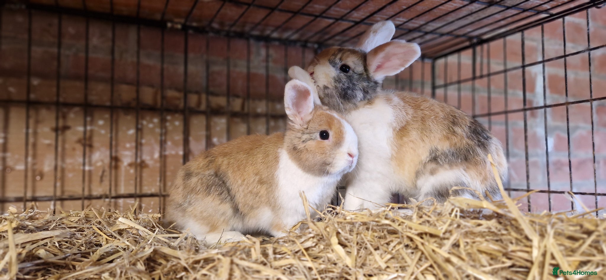Mini Lop rabbits Gorgeous, friendly, ginger mini lop boys ready now - Advert 1