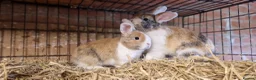 Mini Lop rabbits for sale: Gorgeous, friendly, ginger mini lop boys ready now - Advert 1