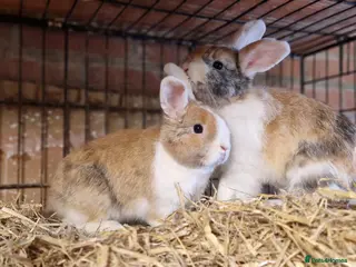 Mini Lop rabbits Gorgeous, friendly, ginger mini lop boys ready now - Advert 1