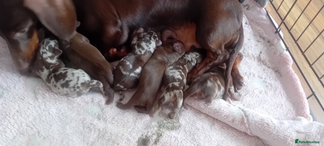 Miniature Dachshund dogs for sale: Miniature Daschund Puppies - Image 10