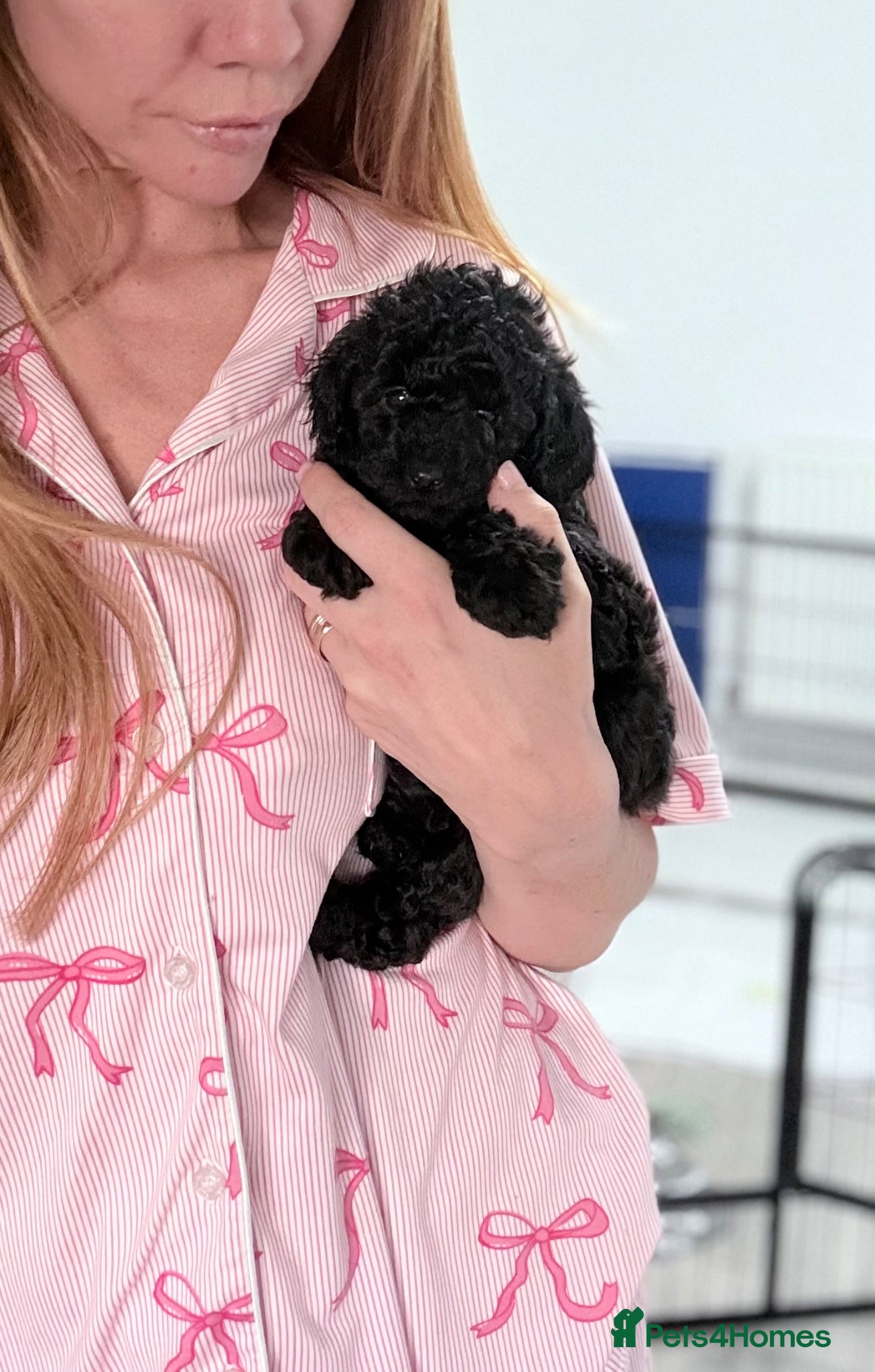 Toy Poodle dogs Super Tiny Toy Poodles - Ready to reserve now - Advert 4