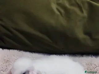 Mini Lop rabbits Beautiful mini lop x mini lop lion head - Advert 11