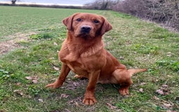 Labrador Retriever dogs for sale: Fantastic KC registered litter from FTCH lines - Image 10