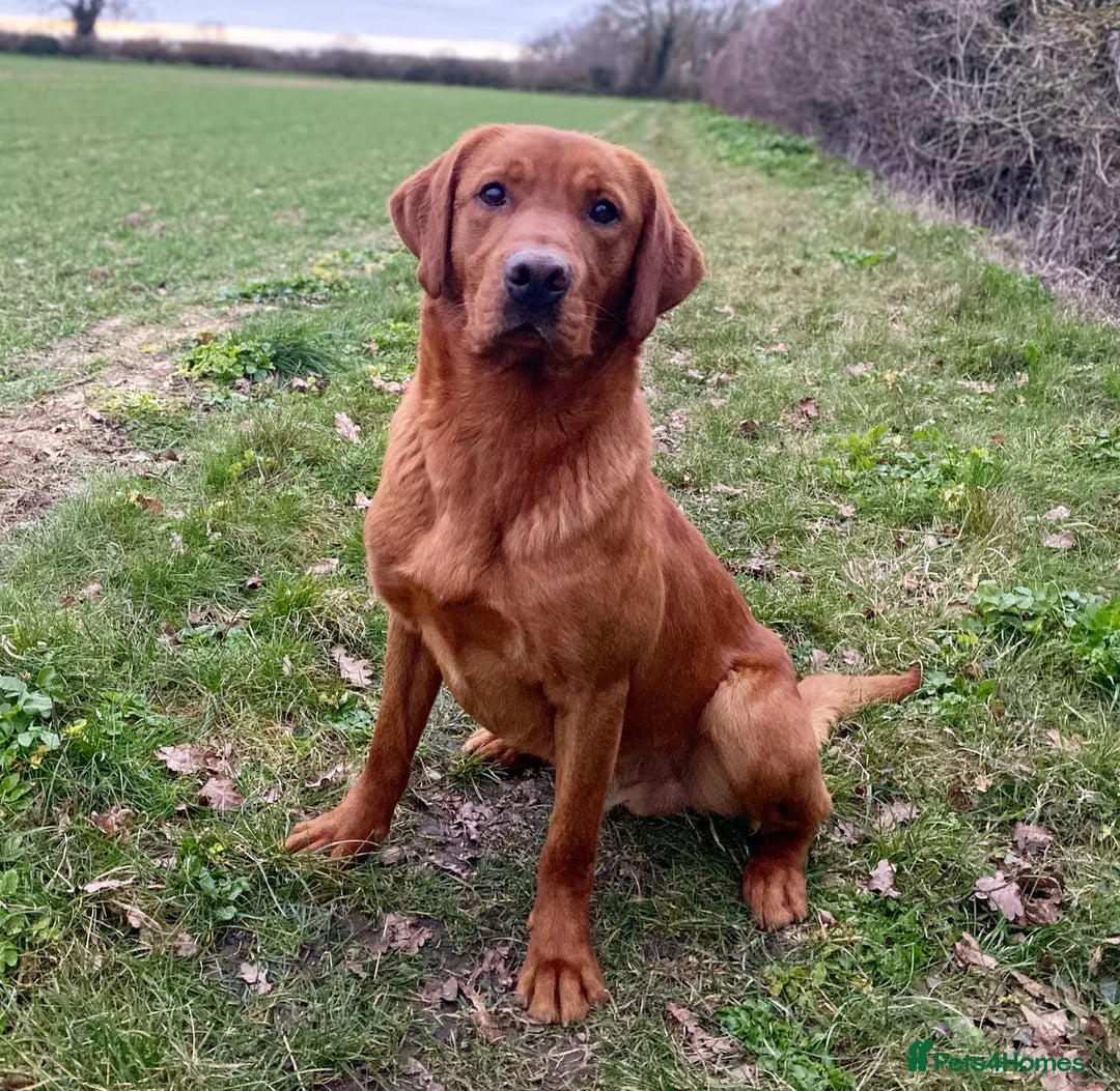 Labrador Retriever dogs for sale: Fantastic KC registered litter from FTCH lines - Image 10