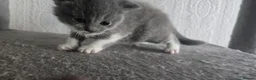British Shorthair cats for sale: Sweet British little ones - Advert 4