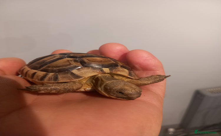 Tortoise reptiles - Advert 3