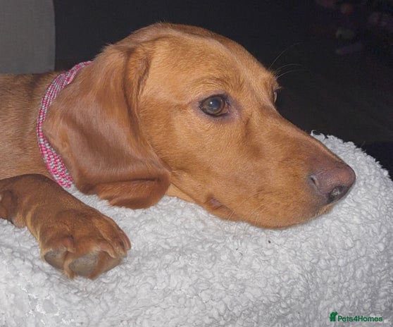 Cockerdor dogs - Advert 4