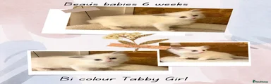 Ragdoll Kitten 5