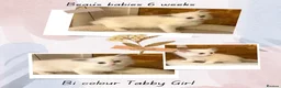 Ragdoll cats for sale: Beautiful pedigree Ragdoll kittens  - Advert 6