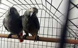Parrots birds for sale: Super Sweet friendly African Grey Tamed-handfed - Image 5