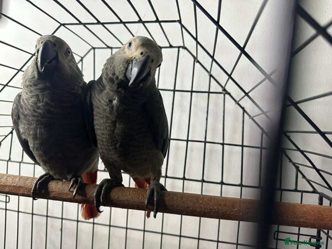 Parrots birds for sale: Super Sweet friendly African Grey Tamed-handfed - Image 5