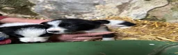 Border Collie dogs for sale: Cute border collies from Working parents - Advert 1