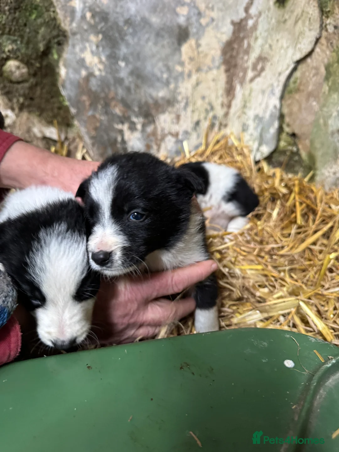 Border Collie dogs for sale: Cute border collies from Working parents - Advert 1
