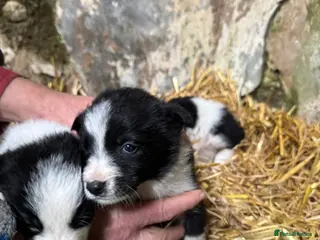 Border Collie dogs Cute border collies from Working parents - Advert 1