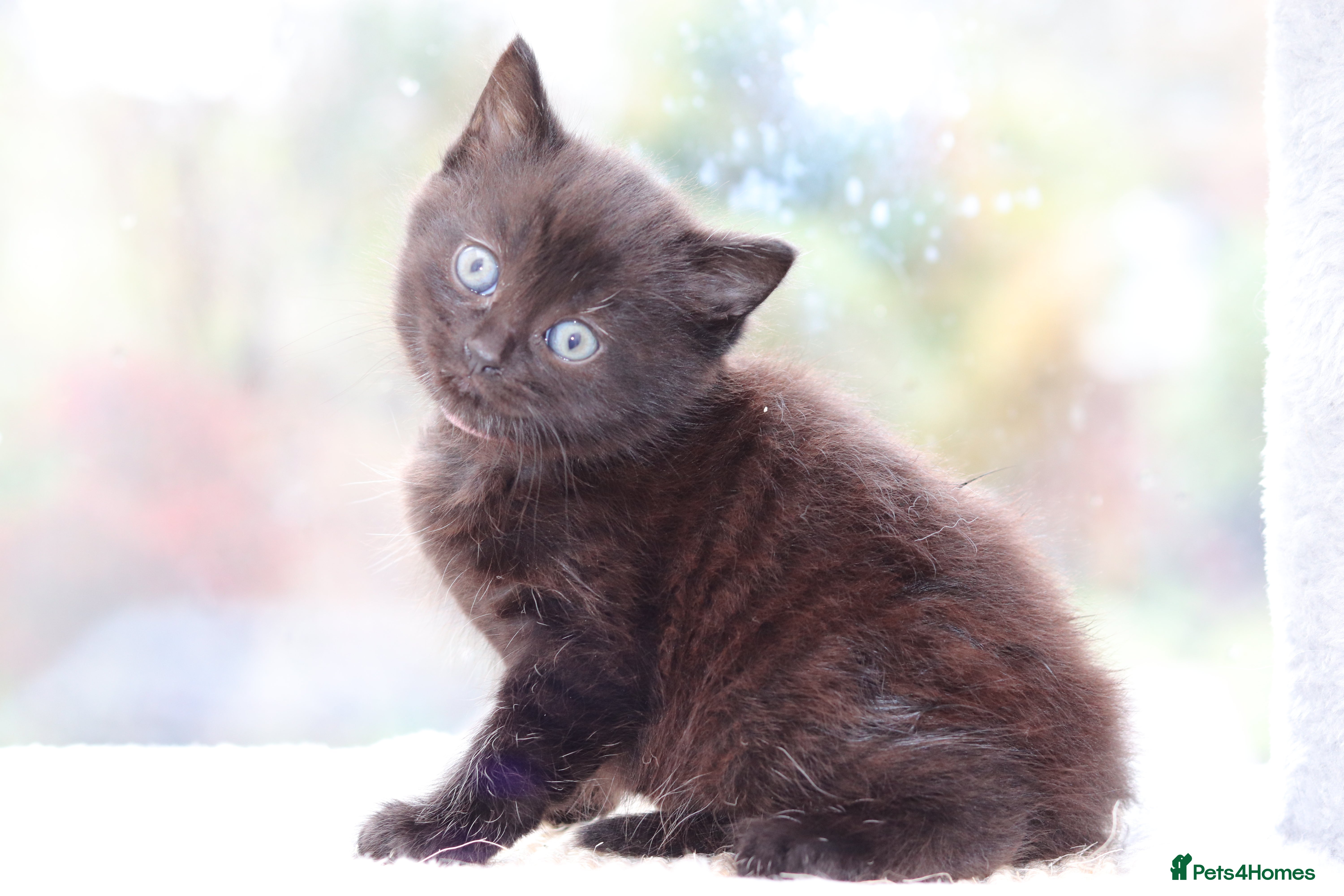 Mixed Breed cats Adorable Kittens - Advert 14