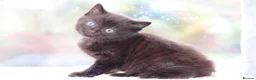 Mixed Breed cats for sale: Adorable Kittens - Advert 8