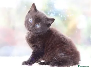 Mixed Breed cats Adorable Kittens - Advert 14