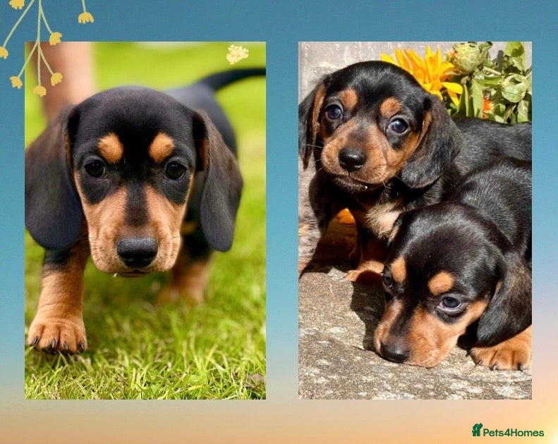 Miniature Dachshund dogs 💕 Ready Now and Reduced! Lovely Mini Doxies - Advert 19