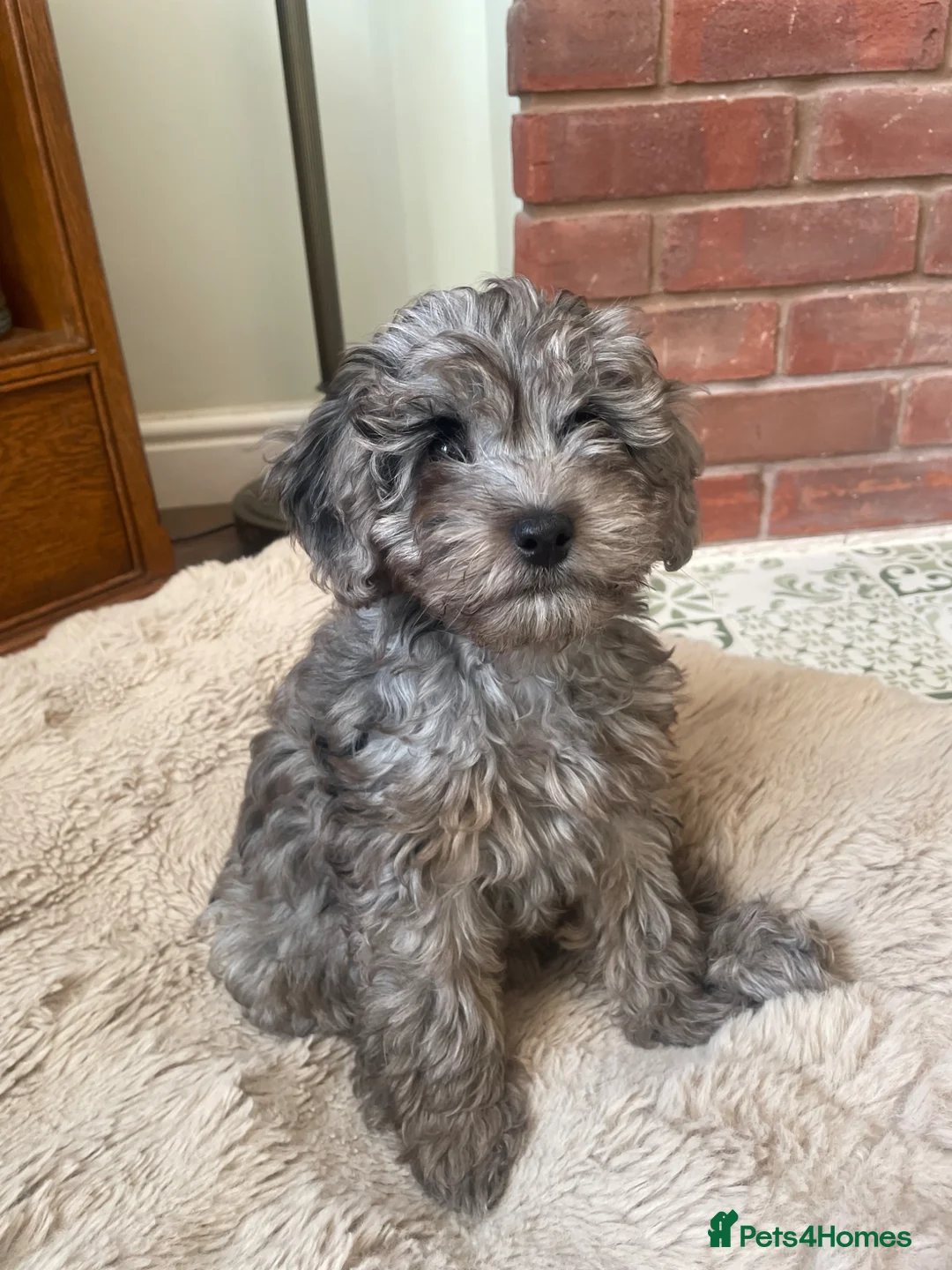 Cockapoo dogs for sale: 1 Beautiful Toy cocker poo Boy   - Advert 2