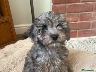 Cockapoo dogs 4 Toy cocker poos - Advert 1