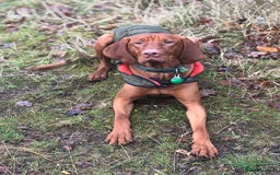 Hungarian Vizsla dogs for stud: Hungarian vizsla for stud (kc) - Image 3
