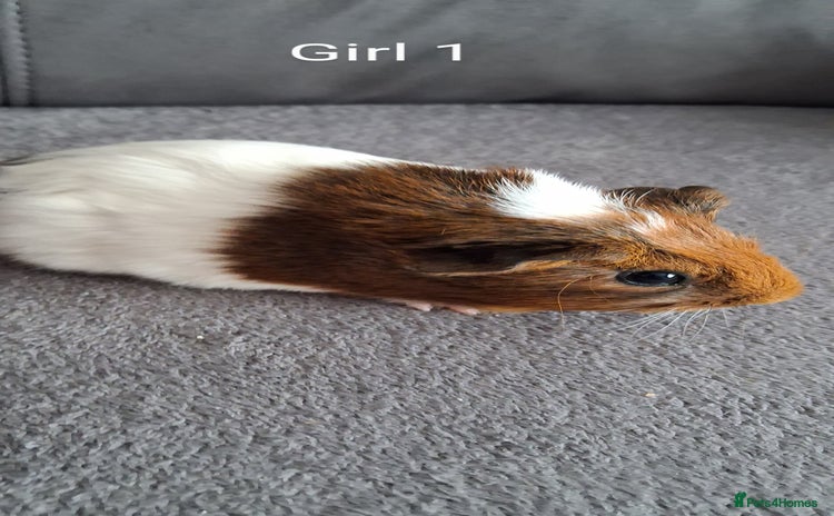 Guinea Pig rodents - Advert 8