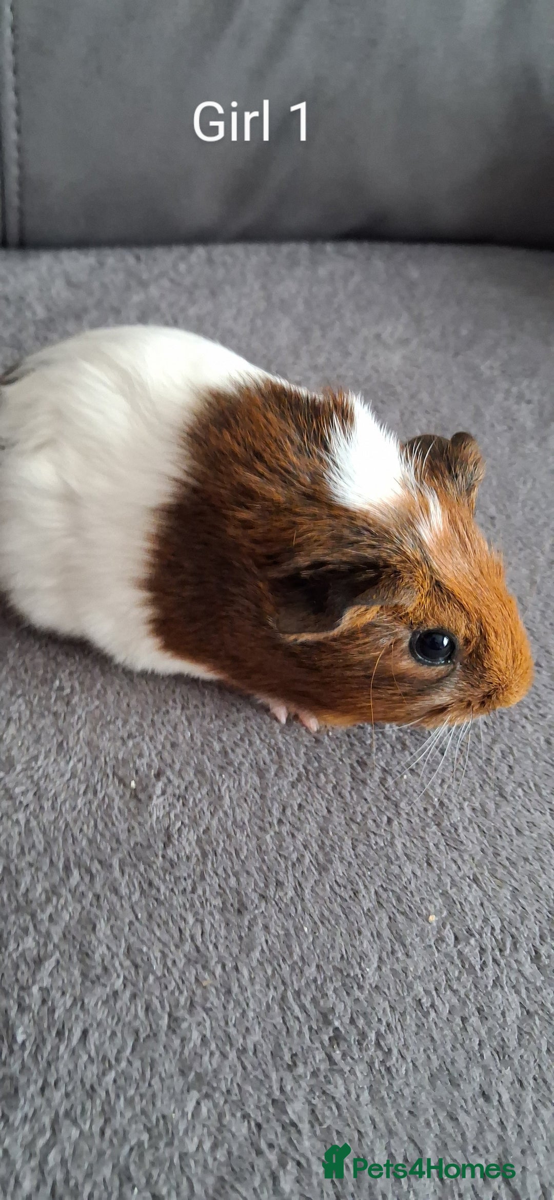 Guinea Pig rodents for sale: 3 girls 5 boys ready to leave - Image 1