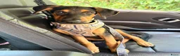 Mixed Breed dogs for adoption: KOOPER ADORABLE 4.5 MONTH OLD PUPPY in Stone - Advert 9