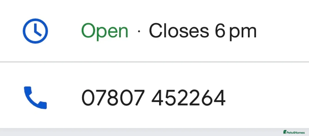 Toy Poodle dogs for stud: 100% HEALTH TESTED STUDS IN SOUTH LINCOLNSHIRE - Advert 3