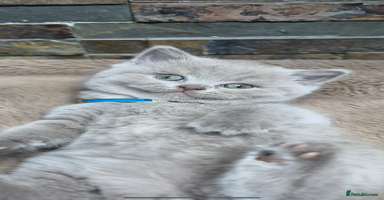 British Shorthair cats - Advert 9