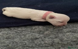 West Highland Terrier dogs for sale: Quality Pure West Highland Terrier - Image 4