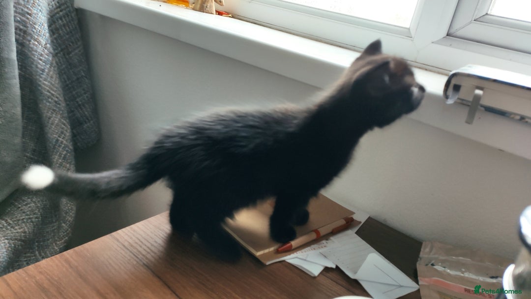 Maine Coon cats for sale: x2 male Maine Coon cross kittens and mum - Image 2