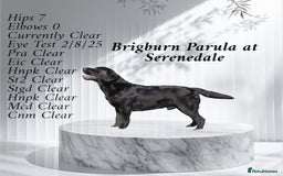 Labrador Retriever dogs for stud: Show Chunky Black Male for Stud - Image 1