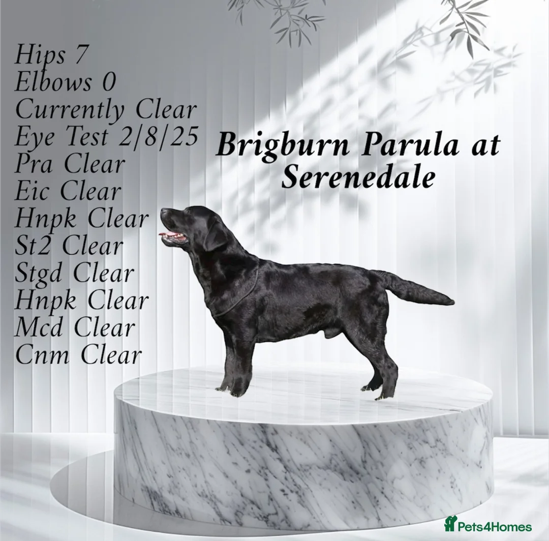 Labrador Retriever dogs for stud: Show Chunky Black Male for Stud - Advert 1